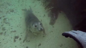 Морской котик любит щекотку