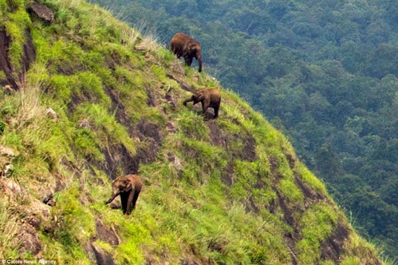 Индийские слоны не ищут легких путей!