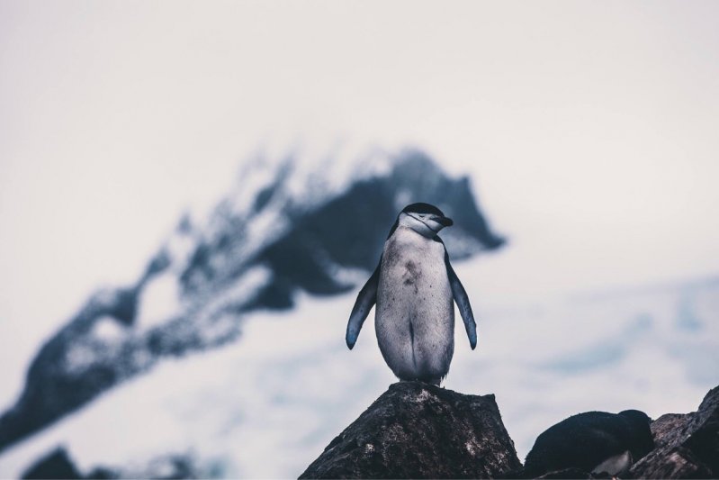 Пингвин в своей среде обитания 
