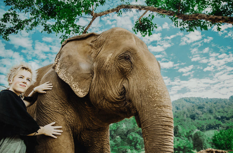Бедным слонам, которые живут в неволе, приходится учиться возить на себе людей или выполнять цирковые трюки. Им не позавидуешь.