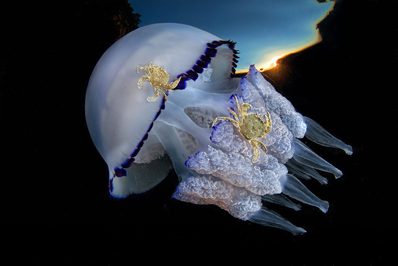 Владыки морей. Фотографы показали необычайные красоты подводного мира