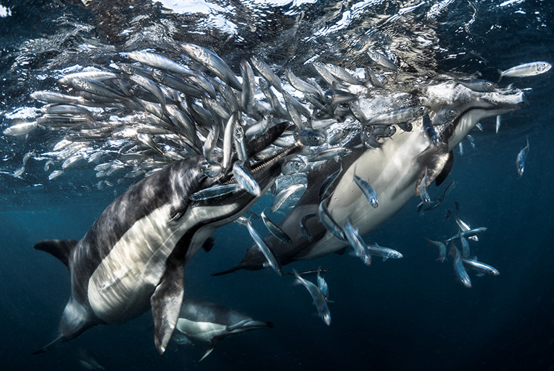 Владыки морей. Фотографы показали необычайные красоты подводного мира