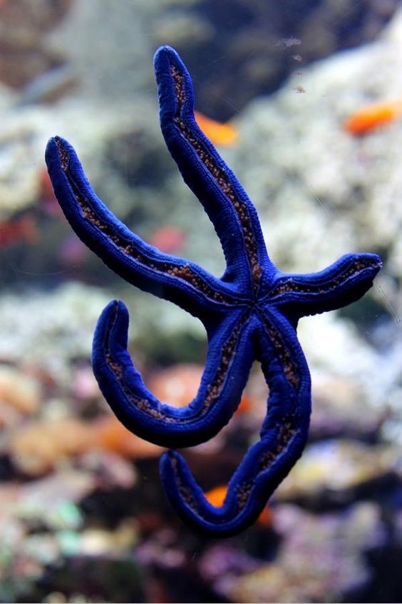 Несмотря на то, что морские звёзды живут под водой, у них отсутствуют жабры.