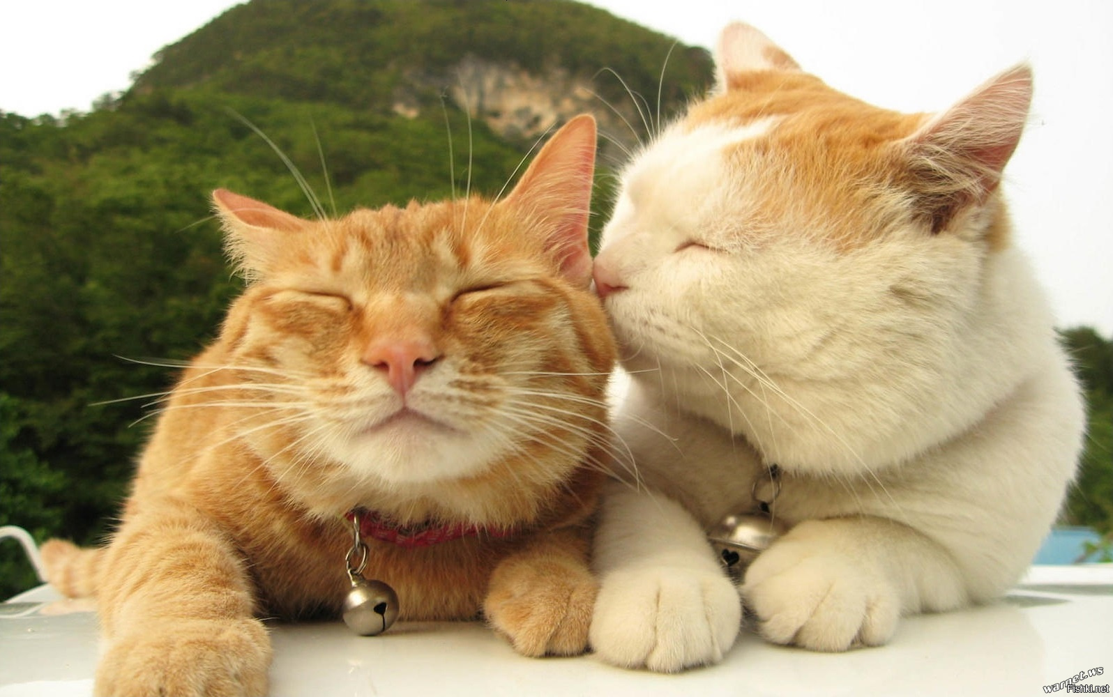 Песня кусь мур. Цмок котик. Кот целует. Целую рыжего кота. Влюбленные кошки.