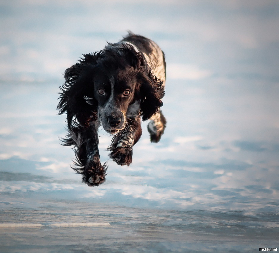 Почему собаки не летают. Край летающих собак. Собака в полете. Фото собаки в полете. Летающая собака.