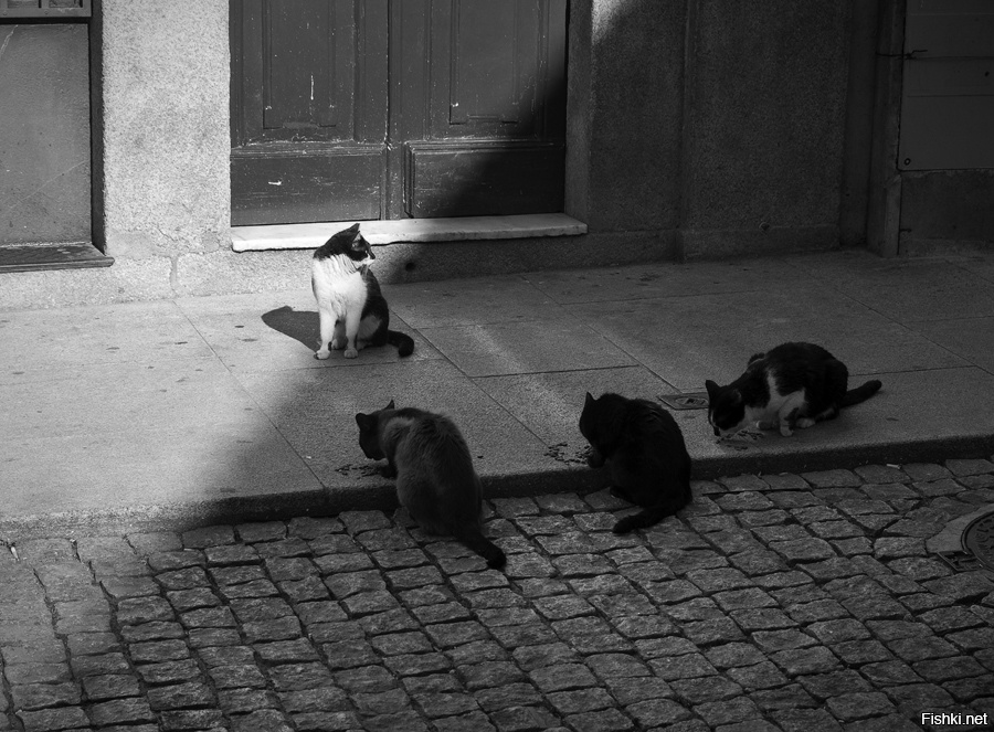 4 Фото Лишние