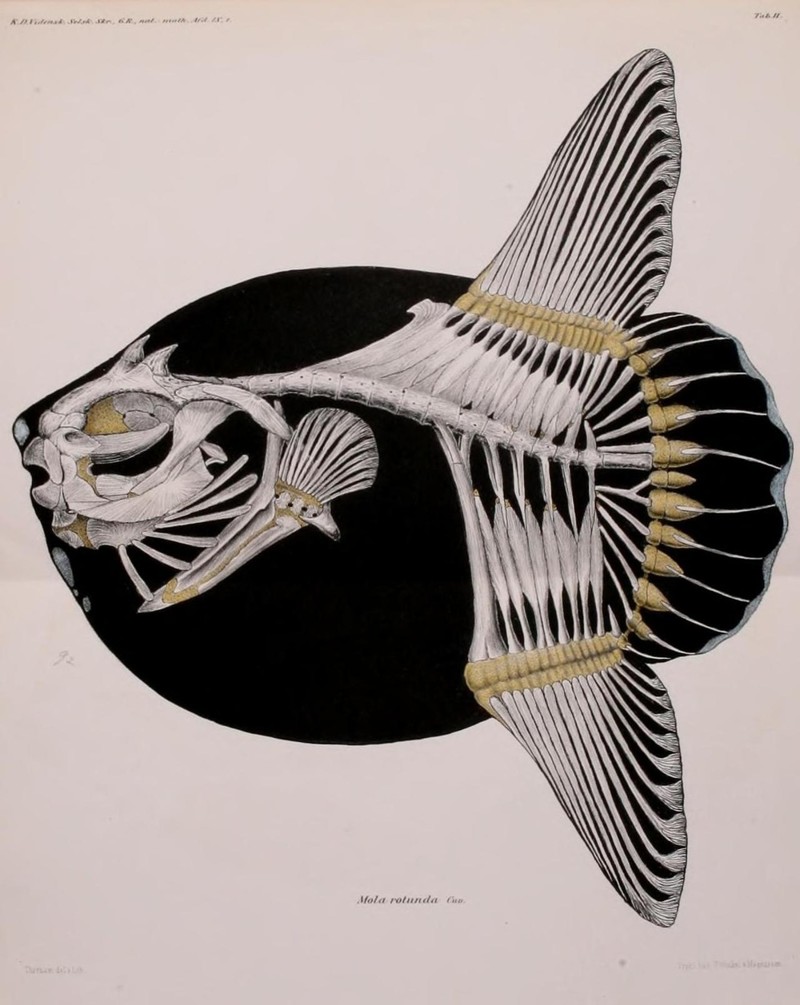 4. У луны-рыбы позвонков меньше, чем у других костистых рыб их всего 16, тазовый пояс полностью редуцирован, хвостовой плавник отсутствует