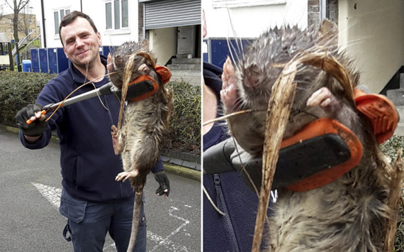 Гигантская «крыса-монстр», найденная на детской площадке в Лондоне крыса, лондон