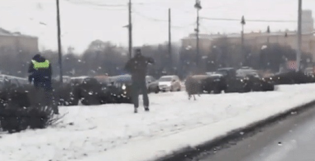 Сегодня утром очевидцы заметили на проспекте Юрия Гагарина в Санкт-Петербурге...