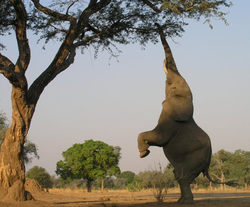 Слон и дерево 