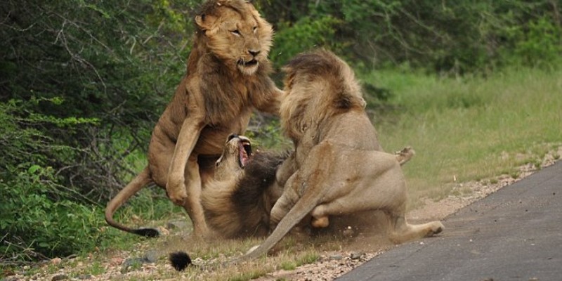 Ожесточенная схватка трех львов в национальном парке Крюгера