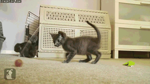 Гифки Гифки