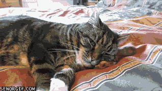 Гифки Гифки