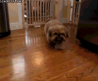 Гифки Гифки