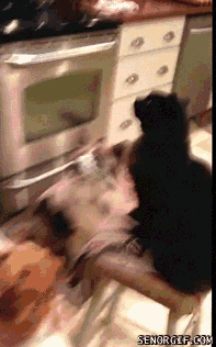 Гифки Гифки