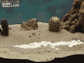 Гифки Гифки