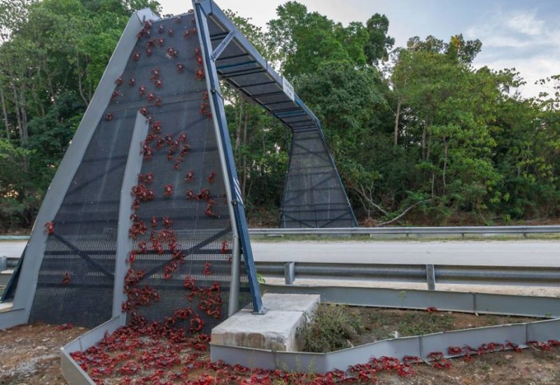 3. Мост для красных крабов во время их миграции, остров Рождества, Австралия
