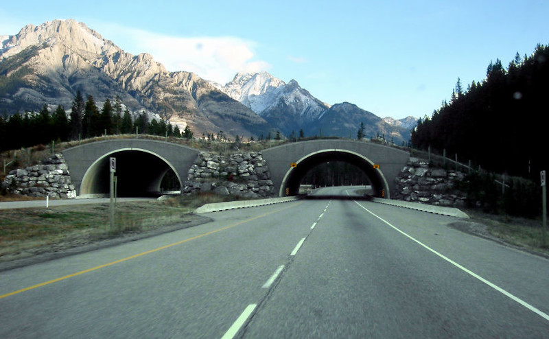17. Мост для животных, Канада