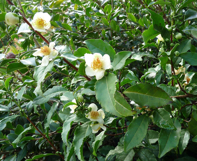 Белый чай растение фото