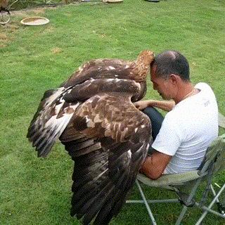 Орлиная стрижка Орлиная стрижка