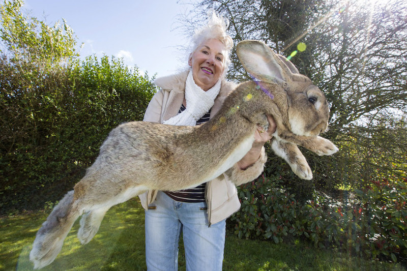 Это Дарий. Он весит 22 кг, и он самый большой кролик в мире.