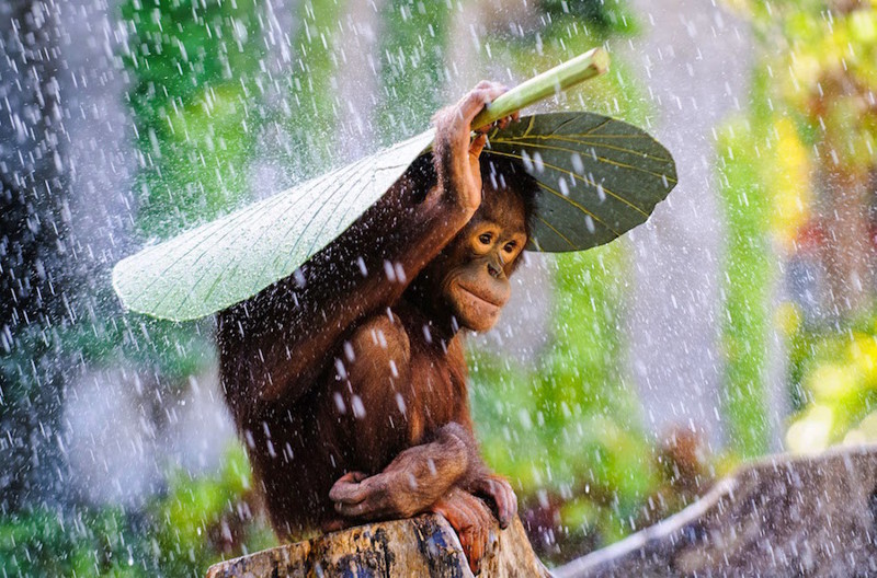 Юный орангутан прячется от дождя.