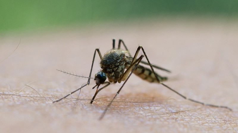 4. Кровососами фактически являются женские особи, самцы комаров – «вегетарианцы», питаются нектаром цветов.