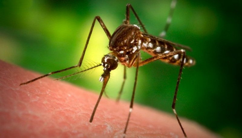 1. Количество известных на сегодняшний день видов комаров достигает 3000, подвидов – 38. В России можно встретить около 100 видов комаров. Их нет только в Антарктиде  