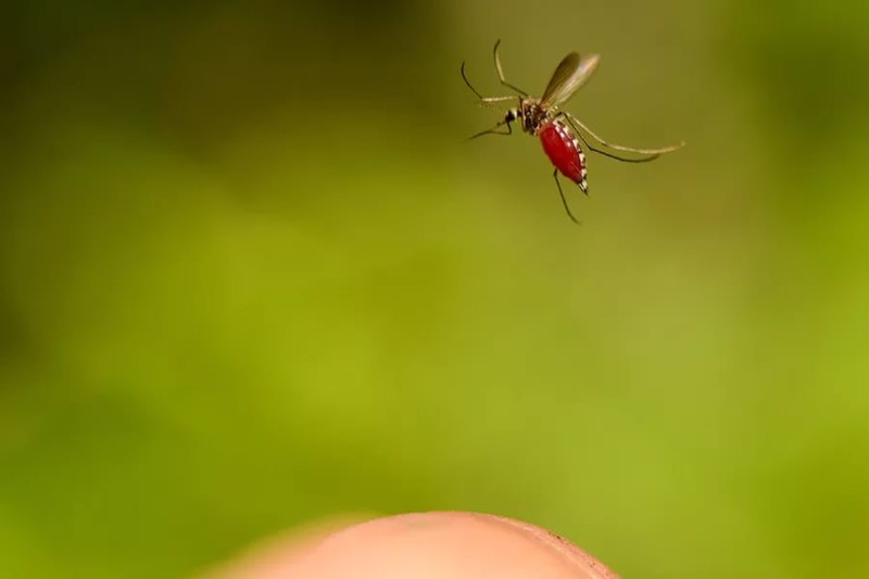 8. Комары могут ощущать запах своей еды на расстоянии до 50 метров. В поисках еды они могут преодолевать до 64 километров за раз. 