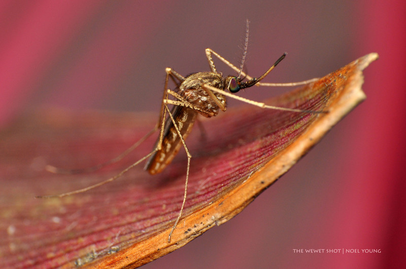 То что вы не знали о комарах