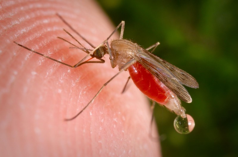 13.  Самки комаров живут вдвое дольше