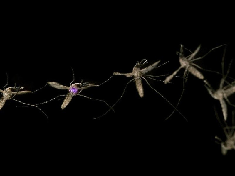 10. Характерный звук, который мы принимаем за писк, издают крылья комара, которые колеблются с невероятной частотой: 500 – 600 раз в секунду. У некоторых видов комаров частота колебаний достигает 1000 раз в секунду.