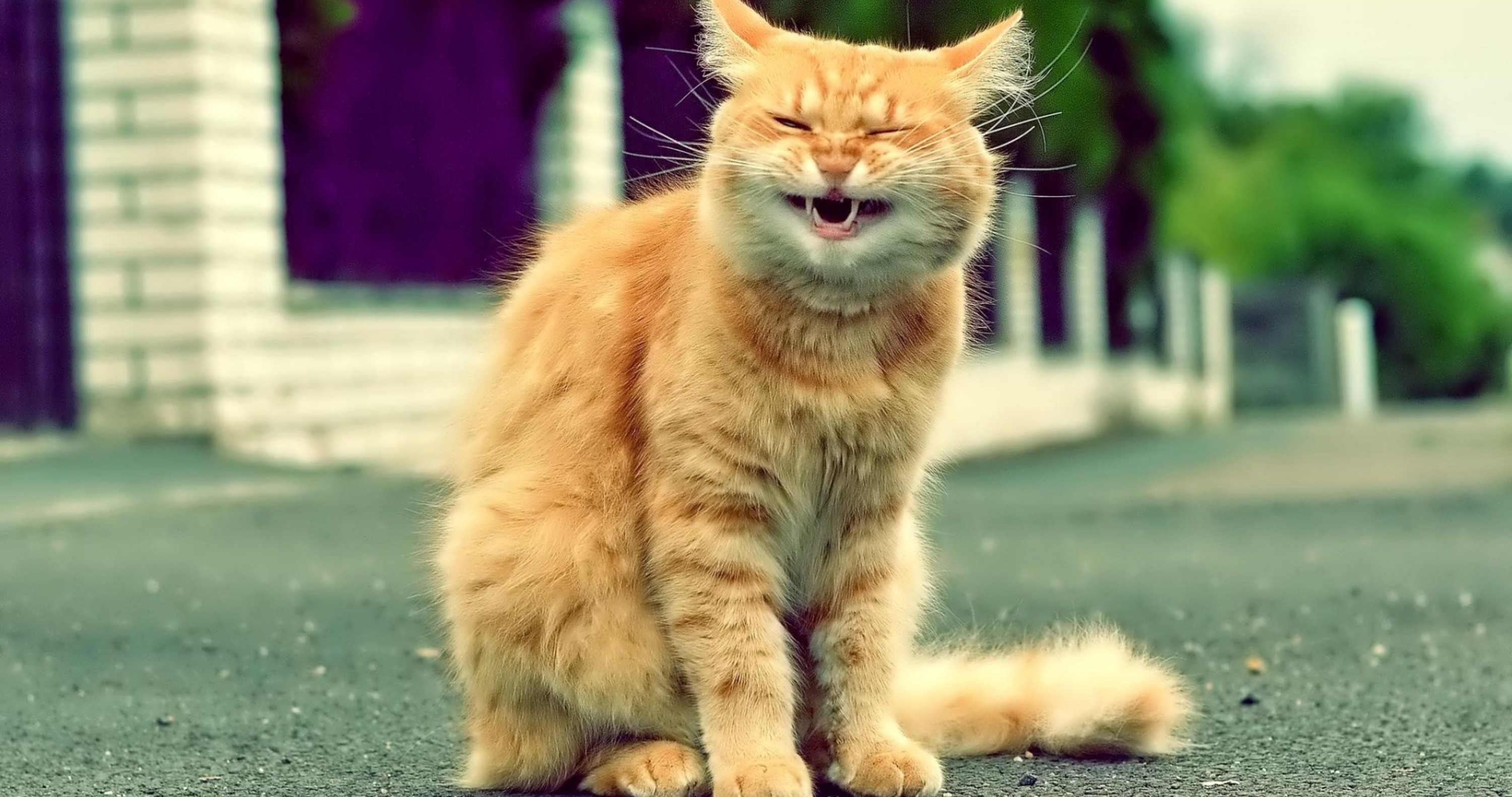 Юмористические коты. Смешной кот. Приколы с котами. Прикольный рыжий кот. Рыжий кот улыбается.