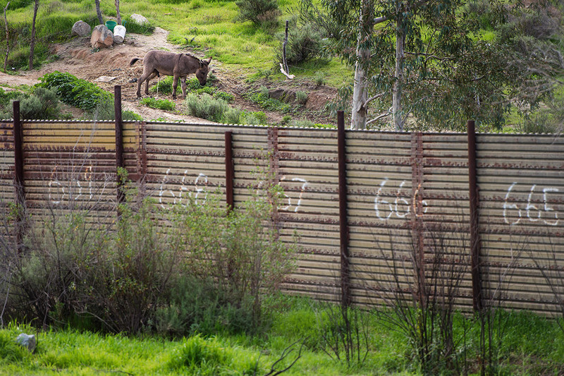 Мексиканский ослик пасется у пограничной стены, взгляд из Калифорнии... 