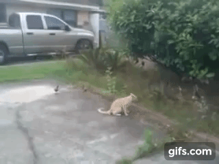 Немного гифок