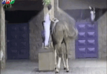 Немного гифок