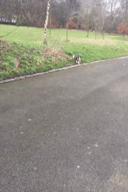 Немного гифок