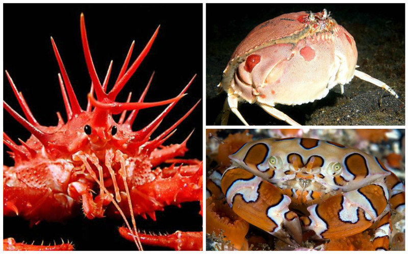 Крабы всеядны. Они едят различные виды водорослей, грибов, бактерий, других ракообразных, моллюсков и червей.