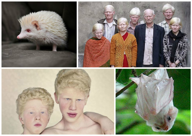 Чаще всего синдром альбинизма отмечен у пуэрториканцев -  1 на 27.000