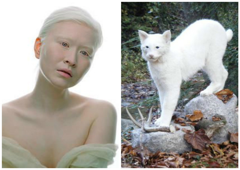 Животным с альбинизмом выживать в природе очень сложно - они заметны везде, кроме снежного покрова, но ведь он бывает не везде. И потому в природе встретить животное-альбиноса очень сложно. Они либо сами становятся добычей, либо умирают от голода
