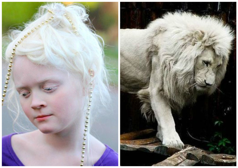 По подсчетам ученых, на 10 000 животных приходится один полный альбинос. 