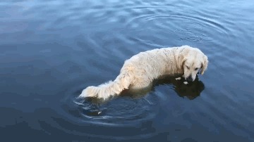 Собака рыболов