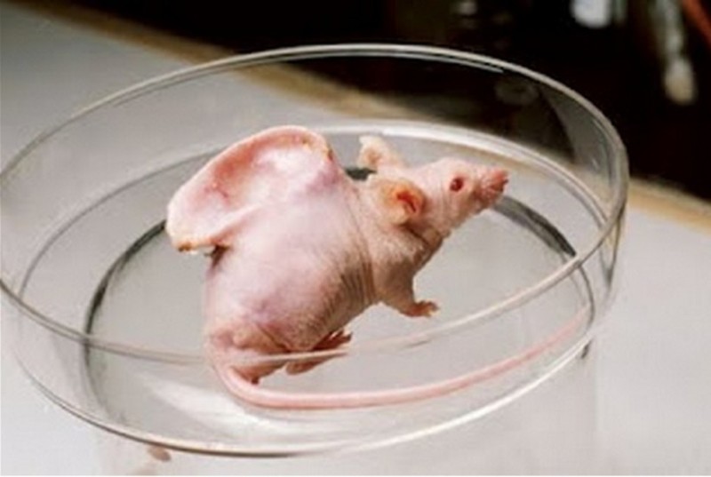 Генная инженерия творит чудеса. На фотографии можно видеть мышь, у которой выросло человеческое ухо на спине.  