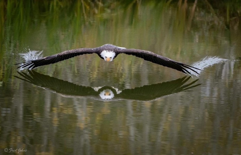 Парящий над водой орел в Канаде