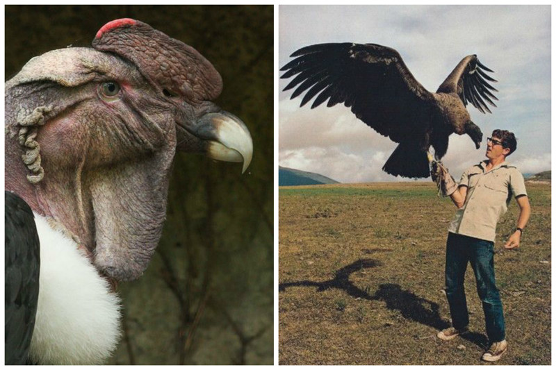  Андский кондор (Vultur gryphus) - Длина тела  – около 115-135 см, а размах крыльев приблизительно от 275 до 320 см. И это третье место