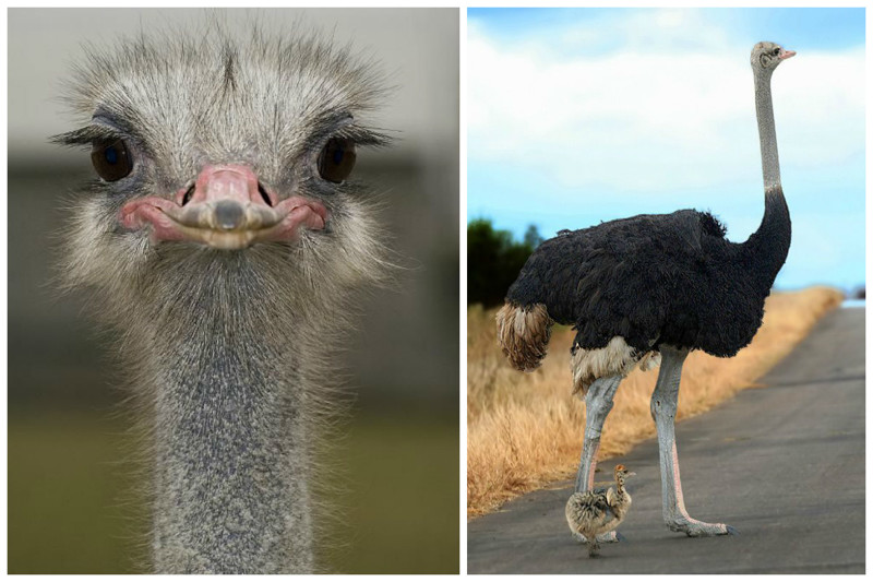 Африканский страус (Struthio camelus), самая тяжелая птица Земли - вес около 150-160 кг