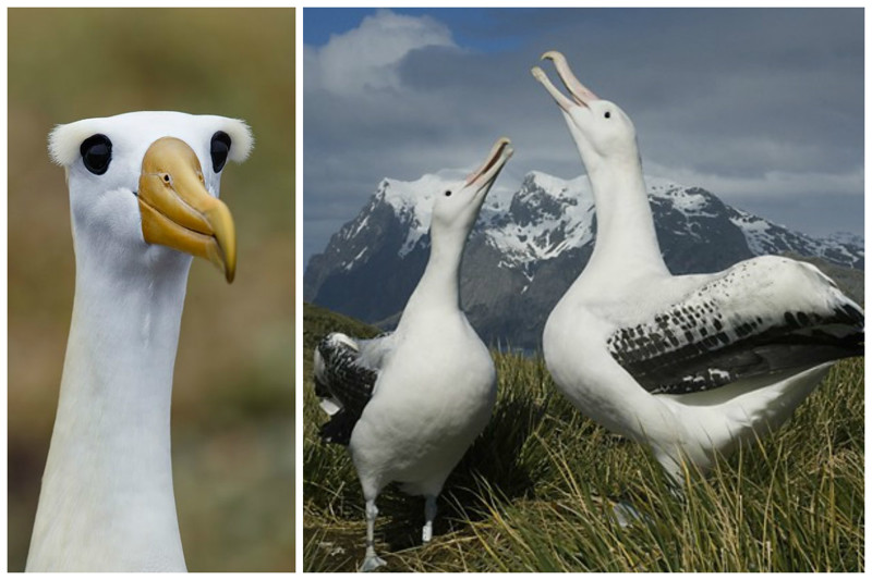 Королевские альбатросы, хотя имеют небольшой вес ( около 11 килограмм) являются одними из рекордсменов по размаху крыльев - 3,7 метра. 