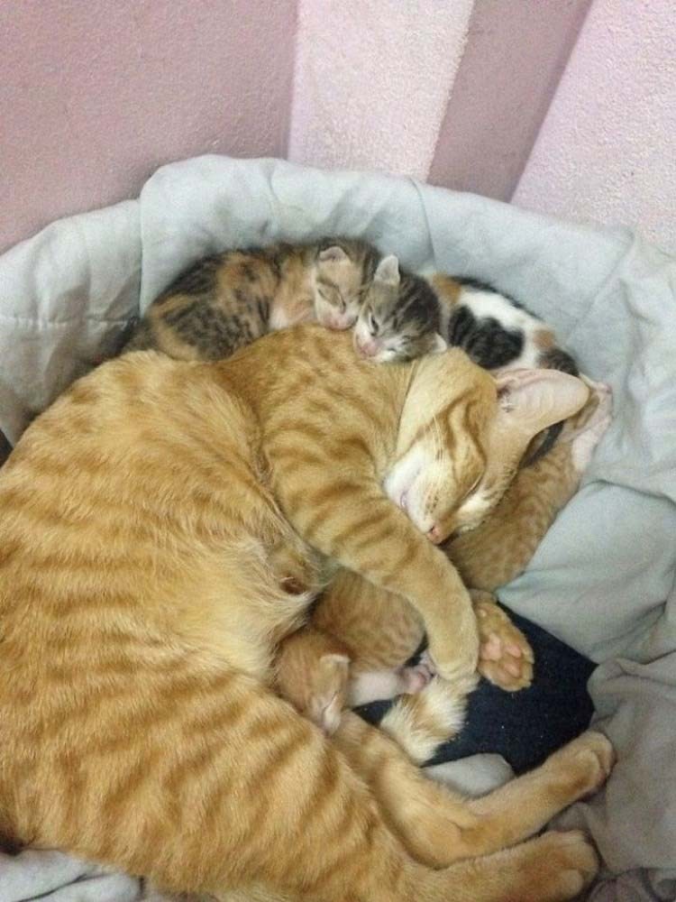 http://cdn.fishki.net/upload/post/2017/02/26/2227982/1-father-cat-supports-mom-cat-giving-birth-wins-everyones-hearts-vinegret-2.jpg