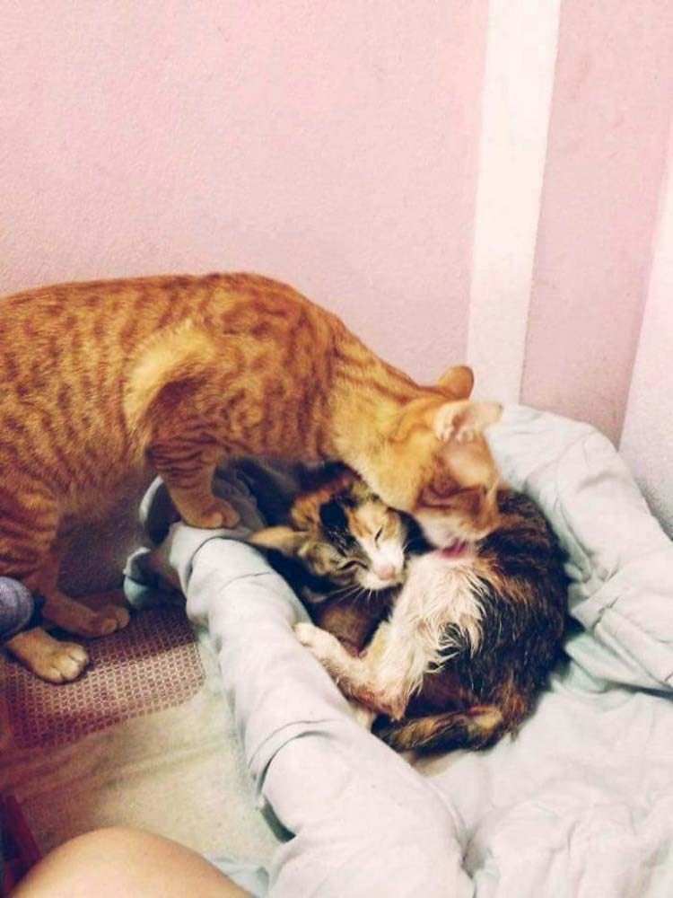 http://cdn.fishki.net/upload/post/2017/02/26/2227982/father-cat-supports-mom-cat-giving-birth-wins-everyones-hearts-vinegret-5.jpg