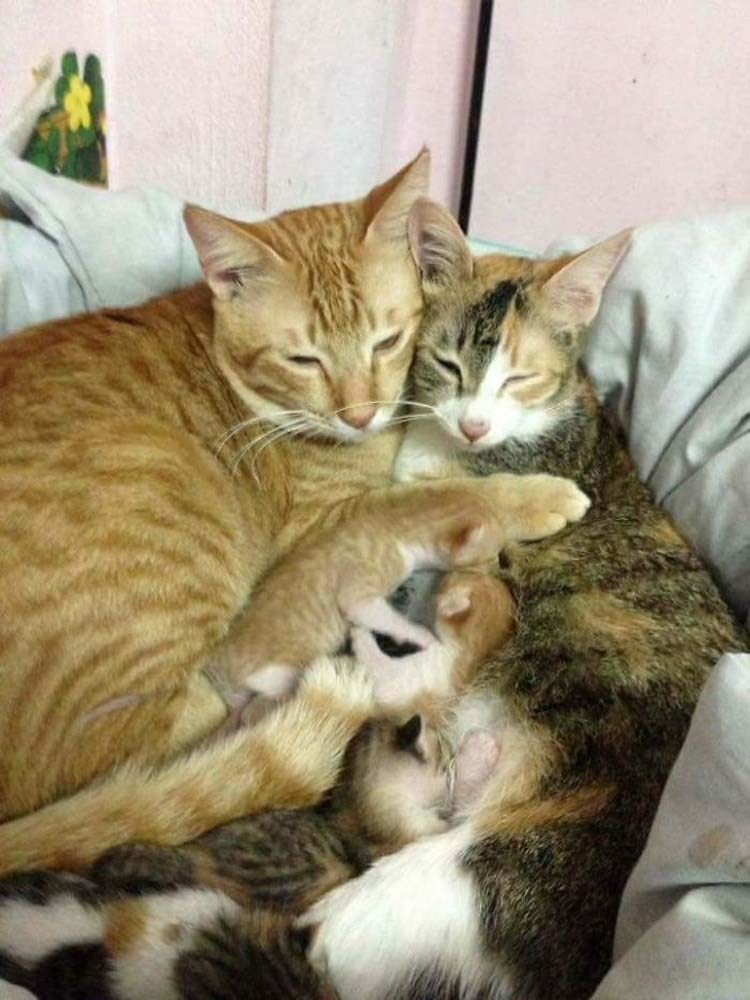 http://cdn.fishki.net/upload/post/2017/02/26/2227982/father-cat-supports-mom-cat-giving-birth-wins-everyones-hearts-vinegret-7.jpg